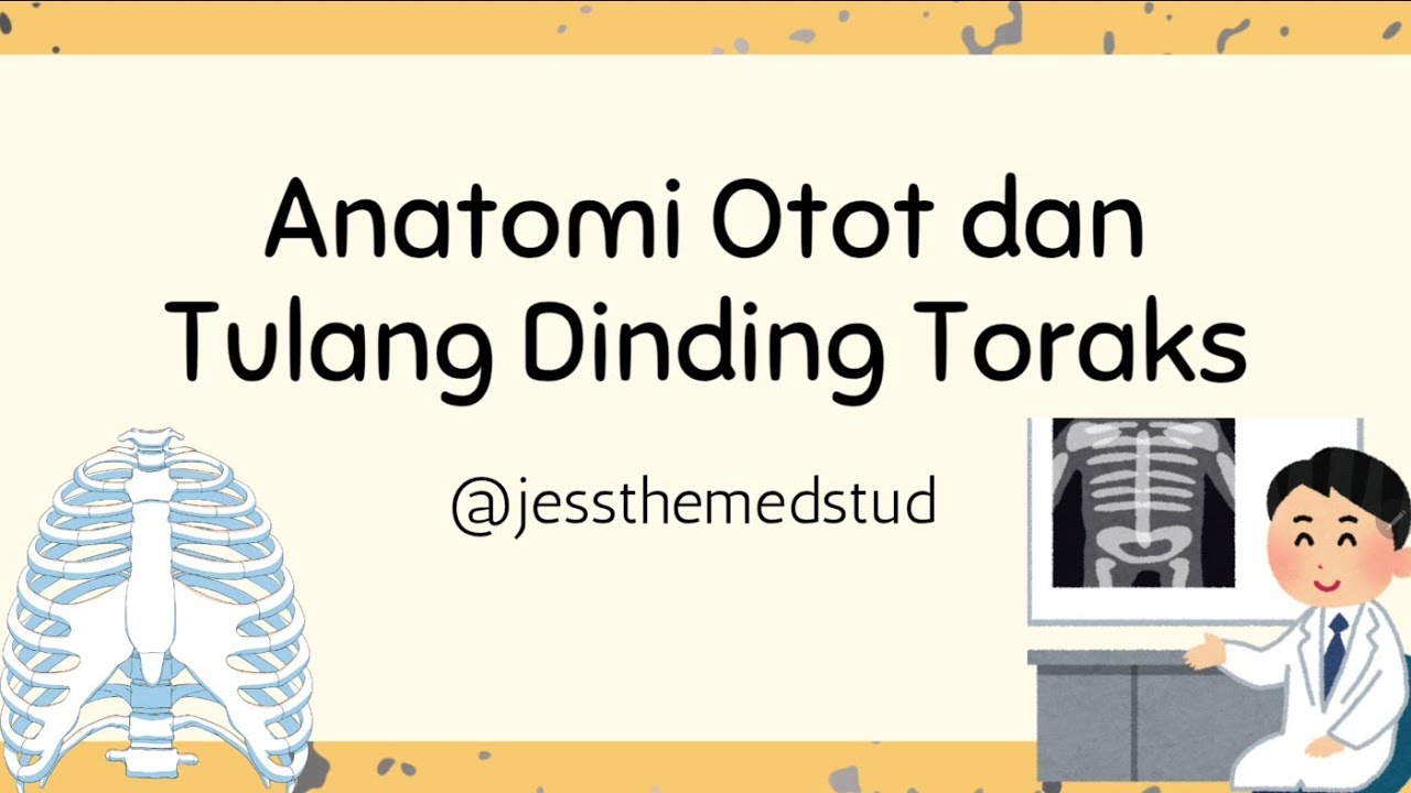 Anatomi Otot dan Tulang Dinding Toraks