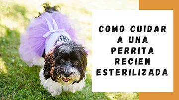 ¿Cómo se lleva a una perra tras ser esterilizada?