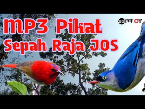 PIKAT SEPAH RAJA,Suara Pikat Sepah Raja Liar