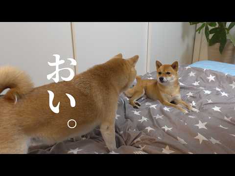 柴犬姉妹が犬語で布団の取り合いに！？お泊まり初日がカオスすぎたw w