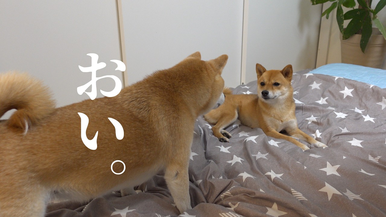布団の取り合いに容赦がない柴犬姉妹！犬語でのガチバトルが、これ。