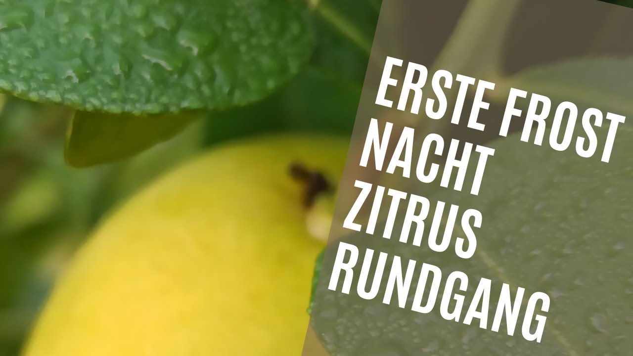 Erster Frost: Zitruspflanzen jetzt richtig schützen