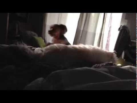 Morning Alarm
