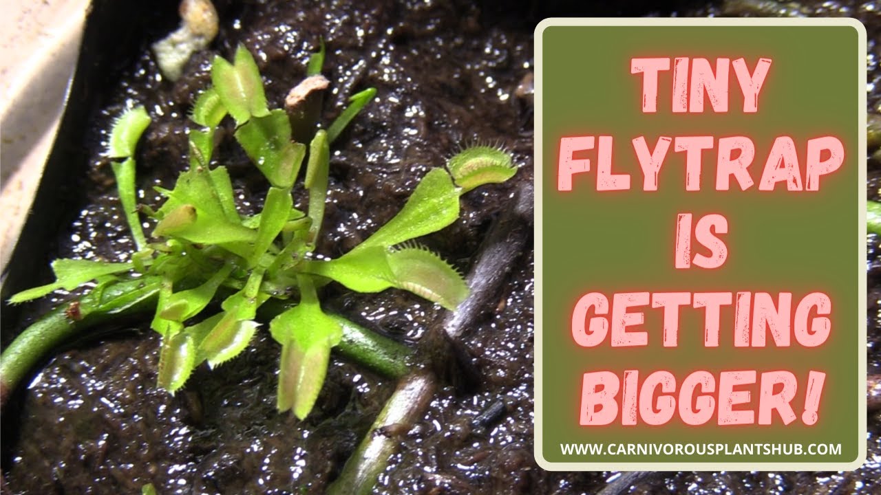 Venus Flytrap Flower Stalk Propagation 5 Month Update Propagated