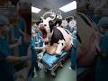 Doctors help a pregnant cow #humanity #animals #cow #cowlover #rescueanimals #veternary #gao #pets