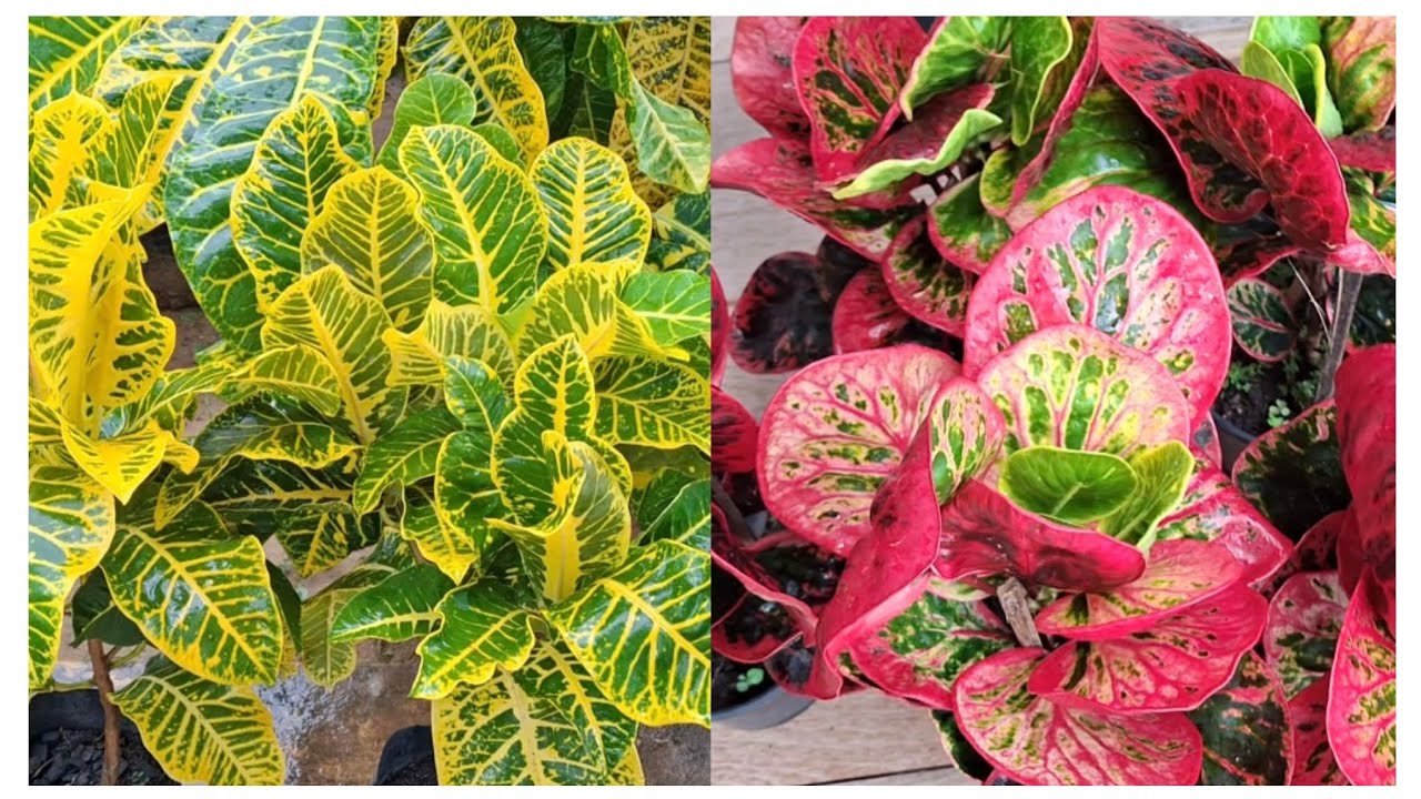 MUITAS NOVIDADES DE CROTONS PARA VENDA.  ENVIO PARA TODO BRASIL 😍