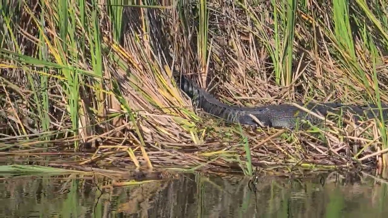 Z wizytą u państwa aligatorów, cześć 2