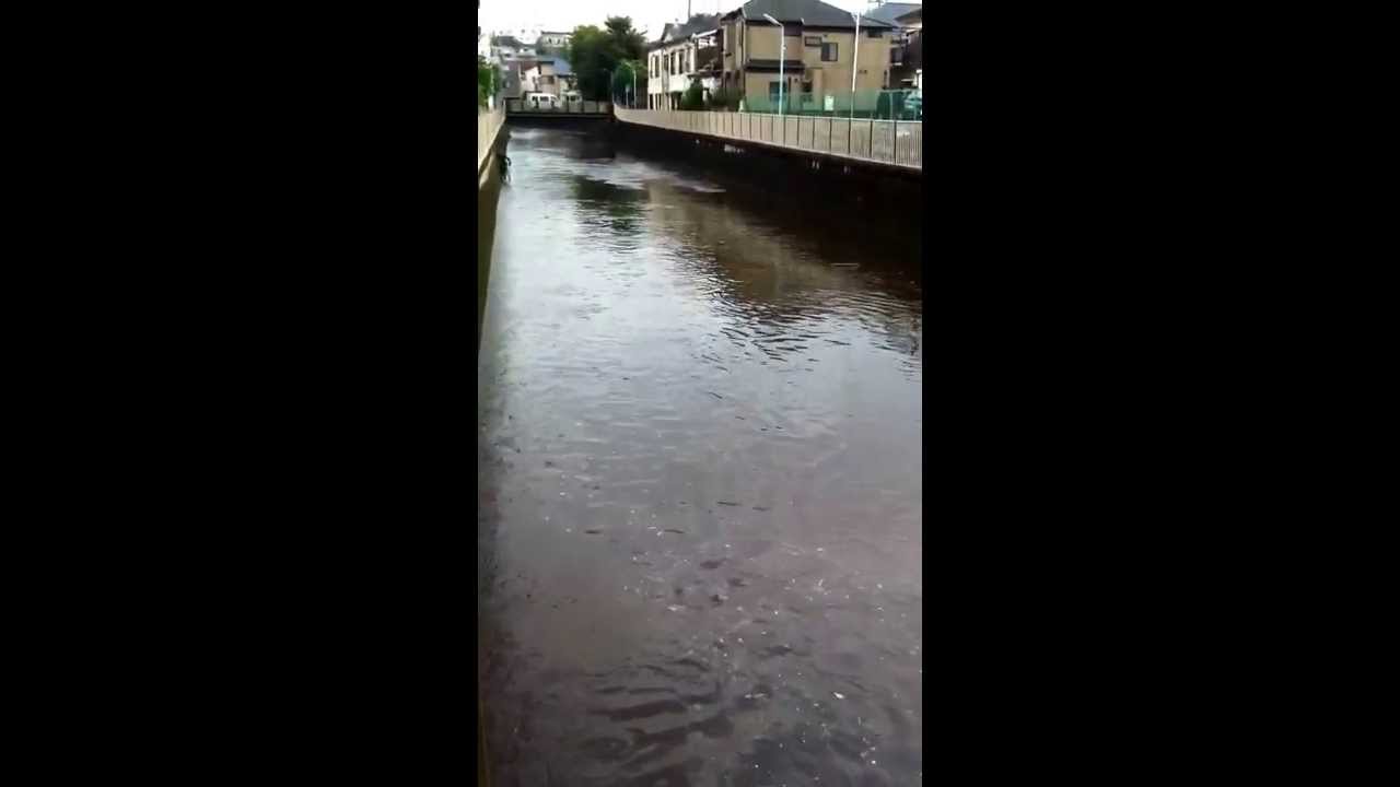 13 08 21善福寺川氾濫寸前 Youtube 13 08 21善福寺川氾濫寸前 Youtube