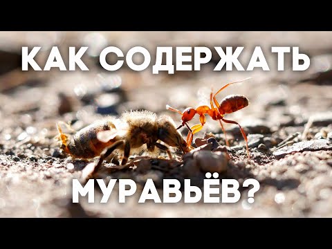 КАК СОДЕРЖАТЬ МУРАВЬЁВ? ОСНОВЫ СОДЕРЖАНИЯ МУРАВЬЁВ ДЛЯ НОВИЧКОВ И ПРОДВИНУТЫХ \\ ПОДКАСТ