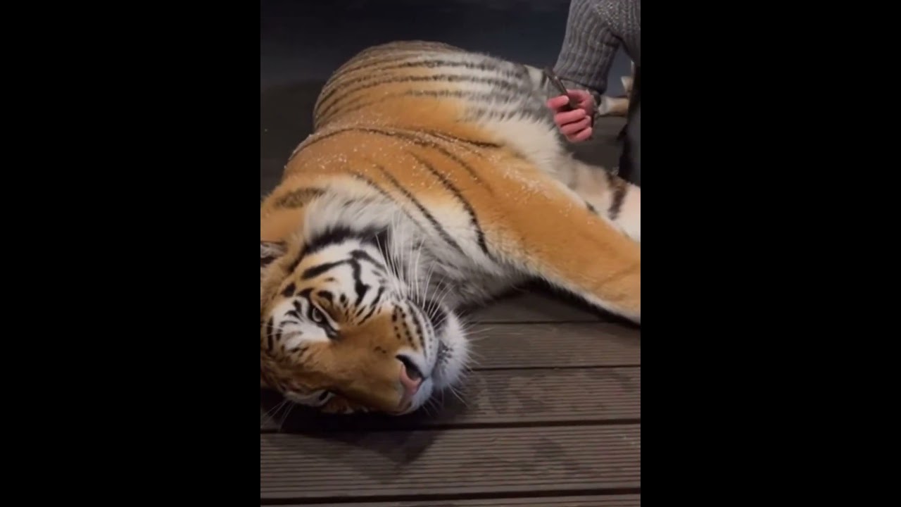 Тигр попросил о помощи