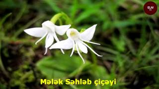 Qeyri-Adi Quruluşa Malik Güllər