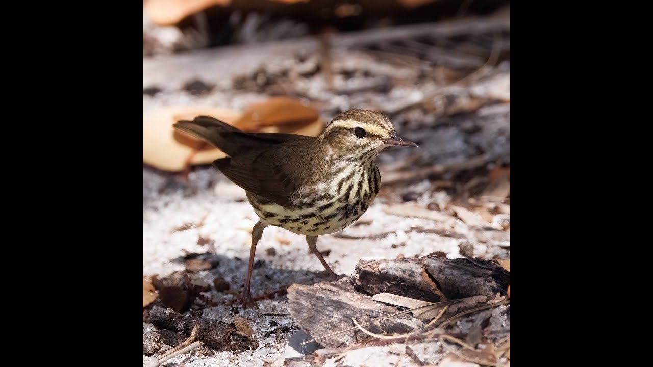 Northern Waterthrush