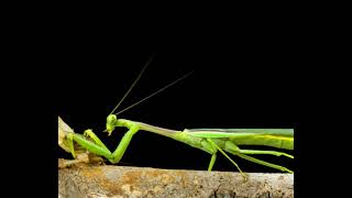 Praying Mantis Nature Life