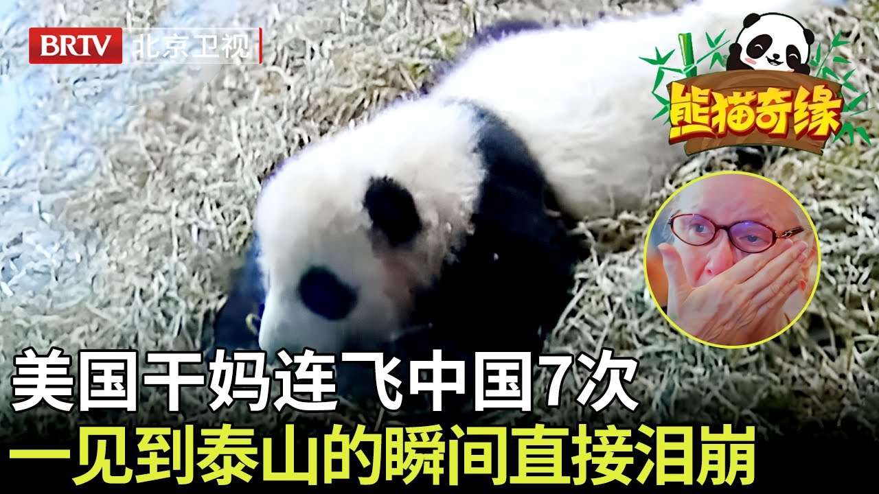 美国干妈连飞中国7次为看熊猫泰山，一见到泰山的瞬间直接泪崩，哭个不停！ 【熊猫奇缘】#熊猫#cute