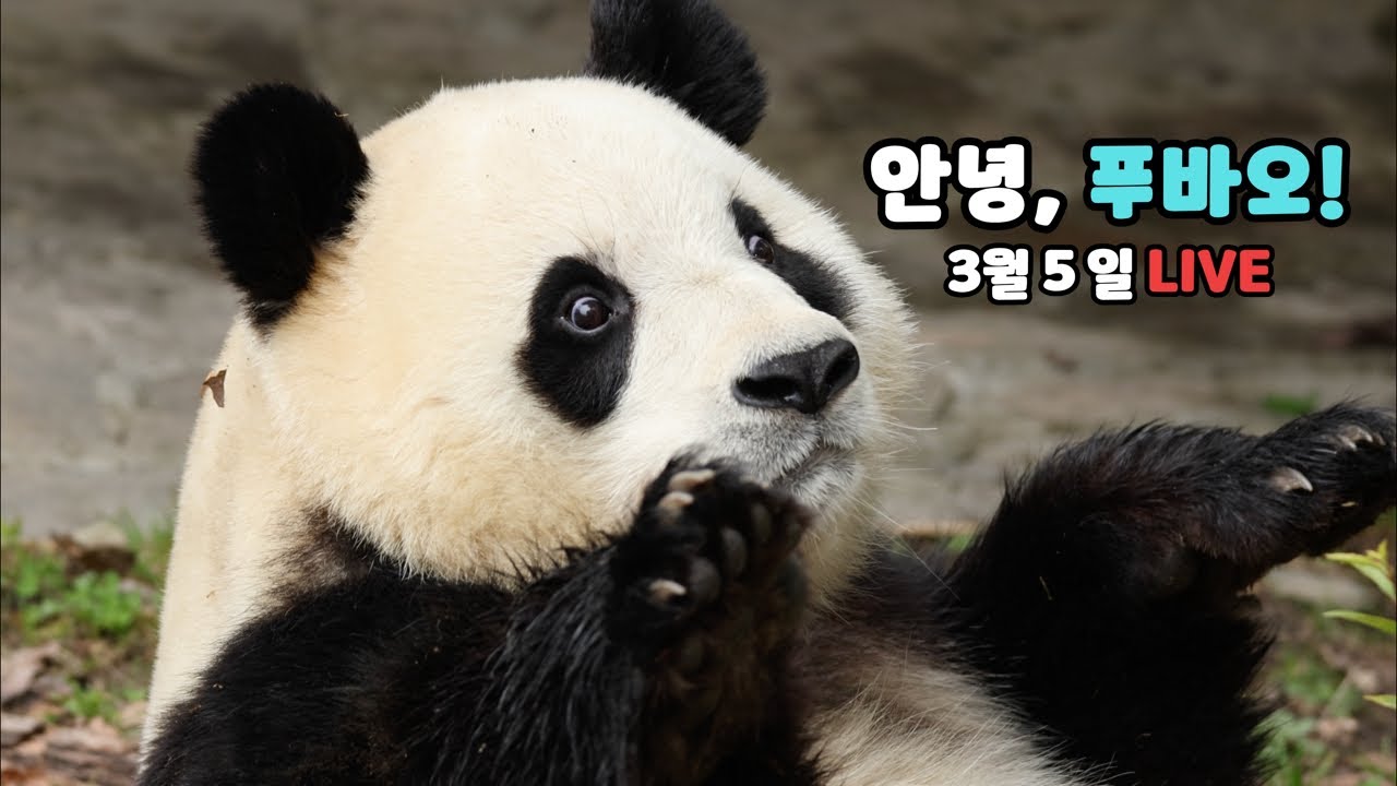 푸바오, 우린 다 알아~ 이 또한 지나갈 거야! (3월 5일 라이브)