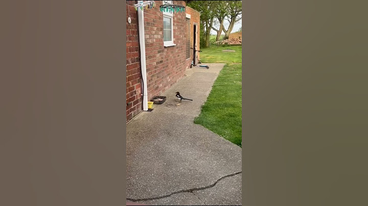 This magpie is so not bothered! #shorts #magpie