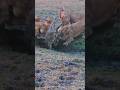 Solo Crocodile Battles Lions #wildlife #animals #shortvideo #viral #lion #crocodile #nature