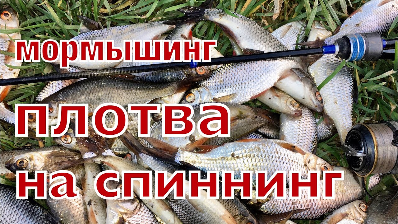 Спиннинг кайда лексус сапфир Спиннинг кайда лексус сапфир