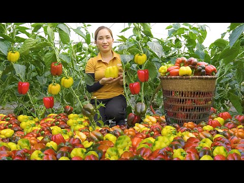 Harvesting Bell Peppers Farm & Japanese Zucchini Goes to the market sell - Cooking | Lý Thị Hoa