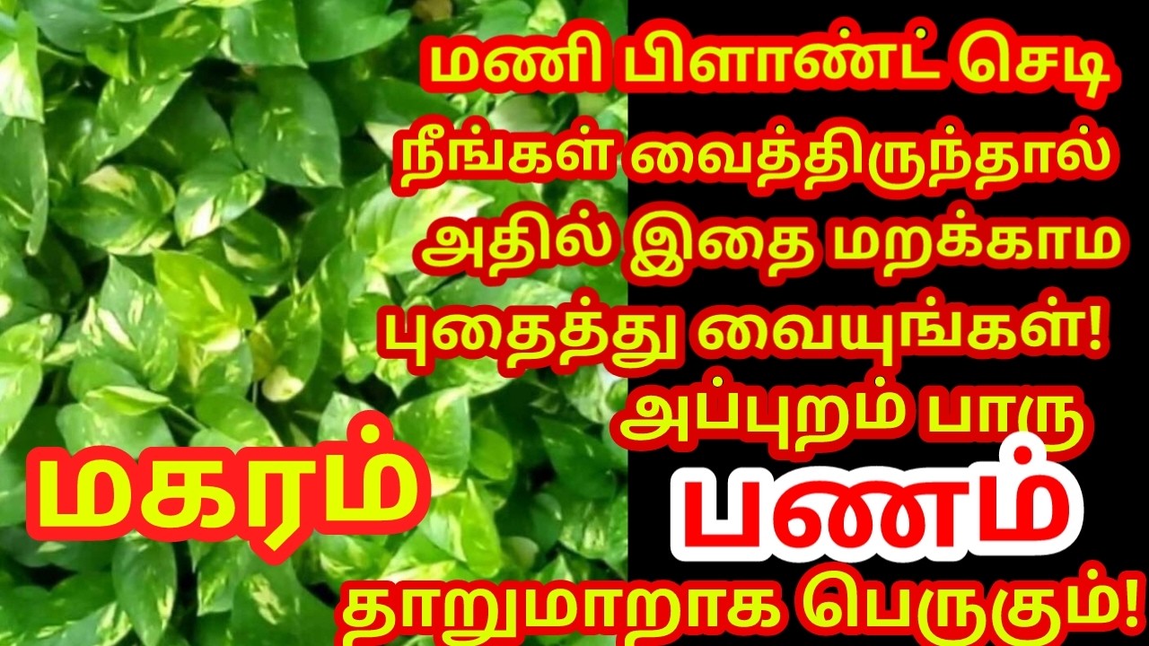 மணி பிளான்ட் செடியில் இதை புதைத்து வையுங்கள் பணம் நன்றாக பெருகி கடன் அடையும்|#money |#magaram rasi