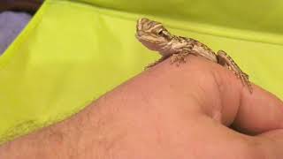 Morph identifying bearded dragons How To Tell What Morph Your Bearded Dragon Is Reptile Answers Ep 1