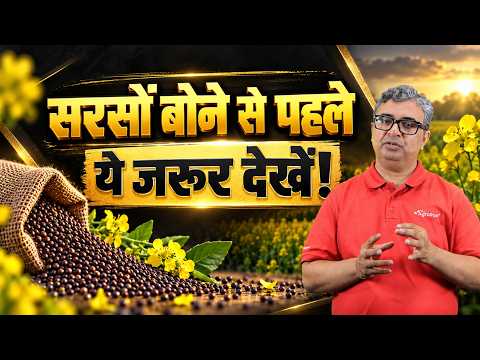 Which Mustard Variety Has the Highest Oil Content for 2026? | Mustard Farming | Sarso ki kheti | ...