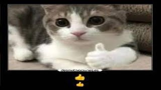 Shitposting Compilation V174