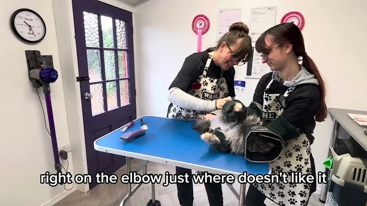 Video 11770561: maine coon grooming