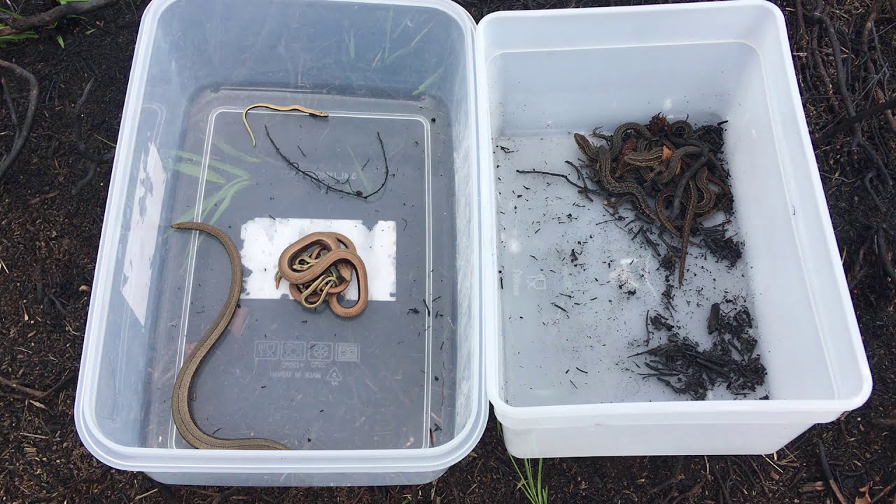 Anguis fragilis (slow worm) parental care behaviour