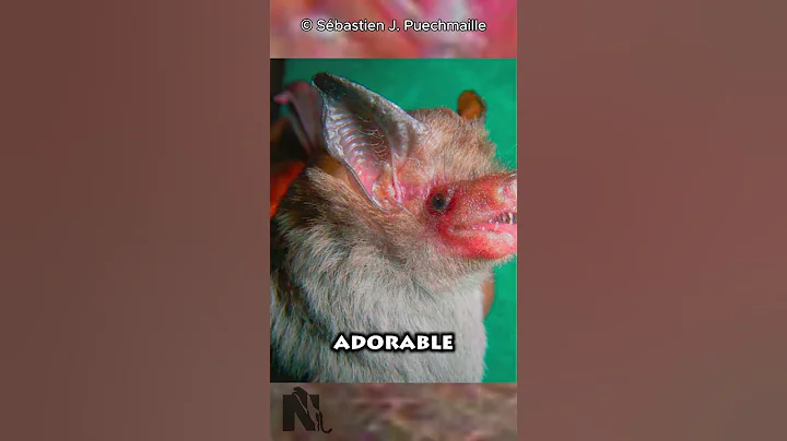 The Bumblebee Bat | Tiniest Mammal on Earth 😯 🦇 #shorts #animals #bats
