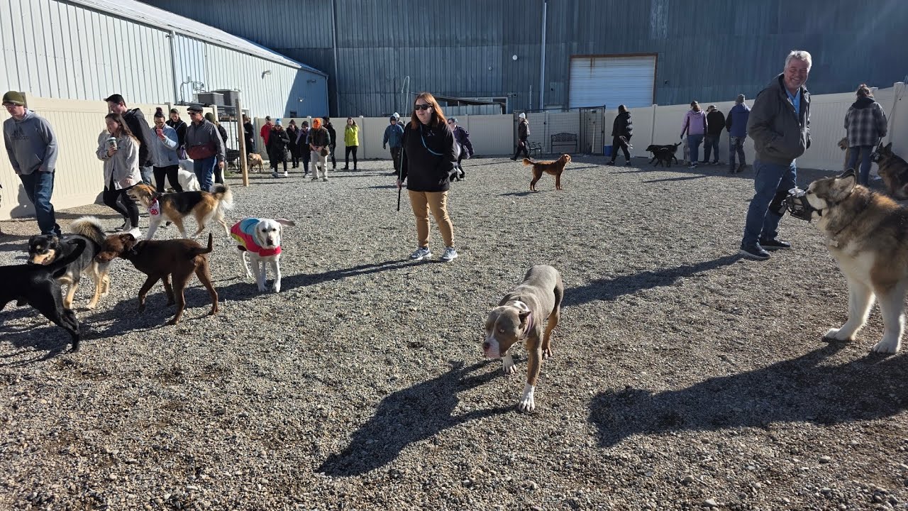 Keep Calm and Play On! Off leash Structured Dog Socials! 