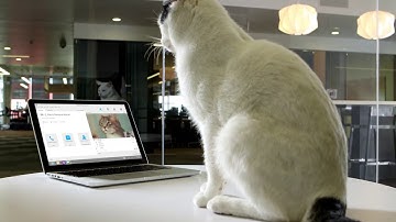 Cisco Meeting Solutions are So Easy a Cat Can Do It