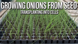 How To Grow Onions From Seed, Part 2 Transplanting Into Cells