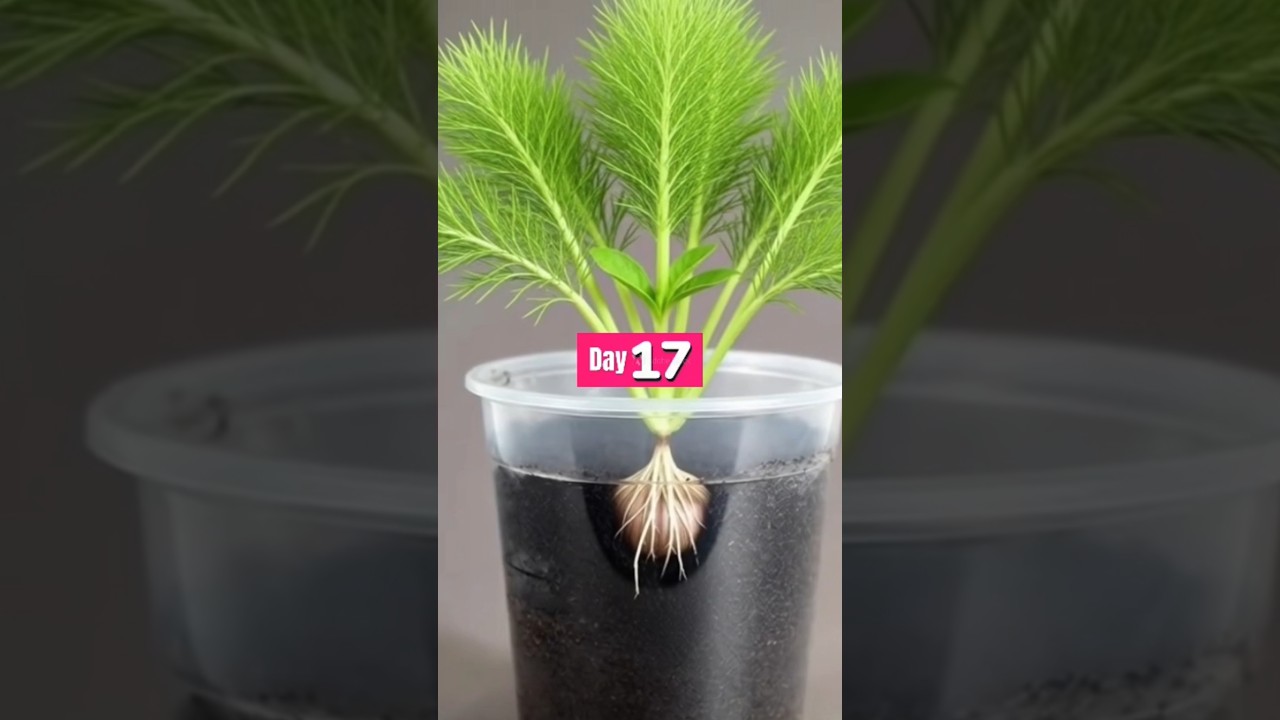 Growing plant from seeds 