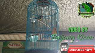 Video Kicau Burung Pentis Kumbang Untuk Masteran Murai Batu