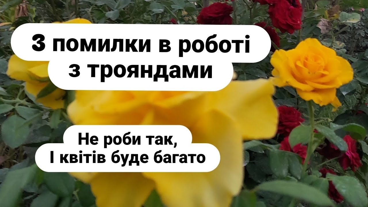Три поширені помилки в роботі з трояндами./Three Common Mistakes When Working with Roses