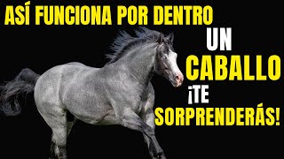 Horses: Their Incredible Anatomy in Detail