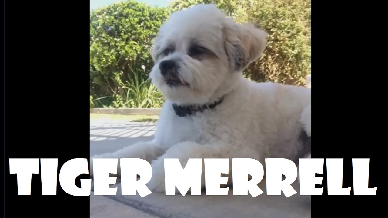 Tiger Merrell - Vines