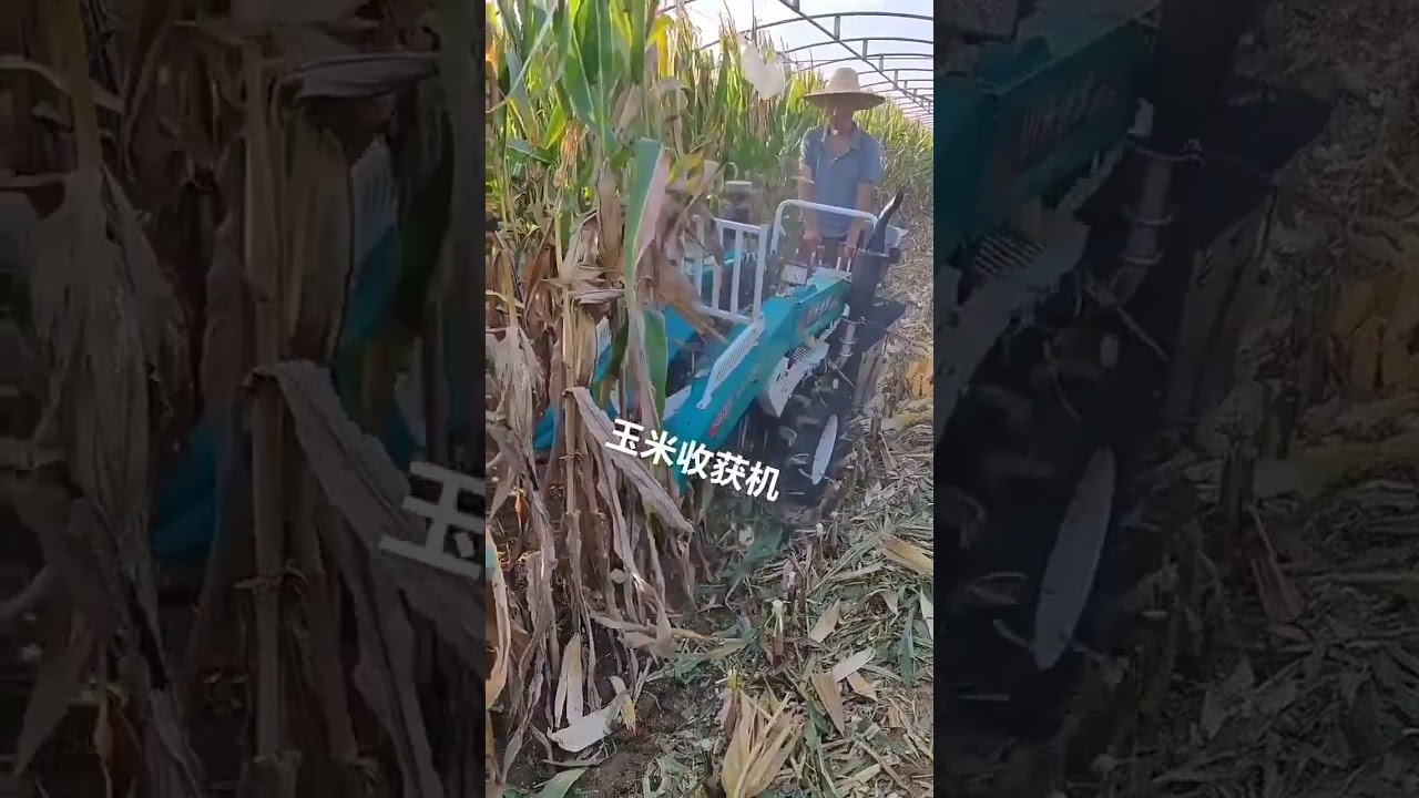 Maize Combine Corn Picker and Dusker Harvesting and Husking Peeling Machine