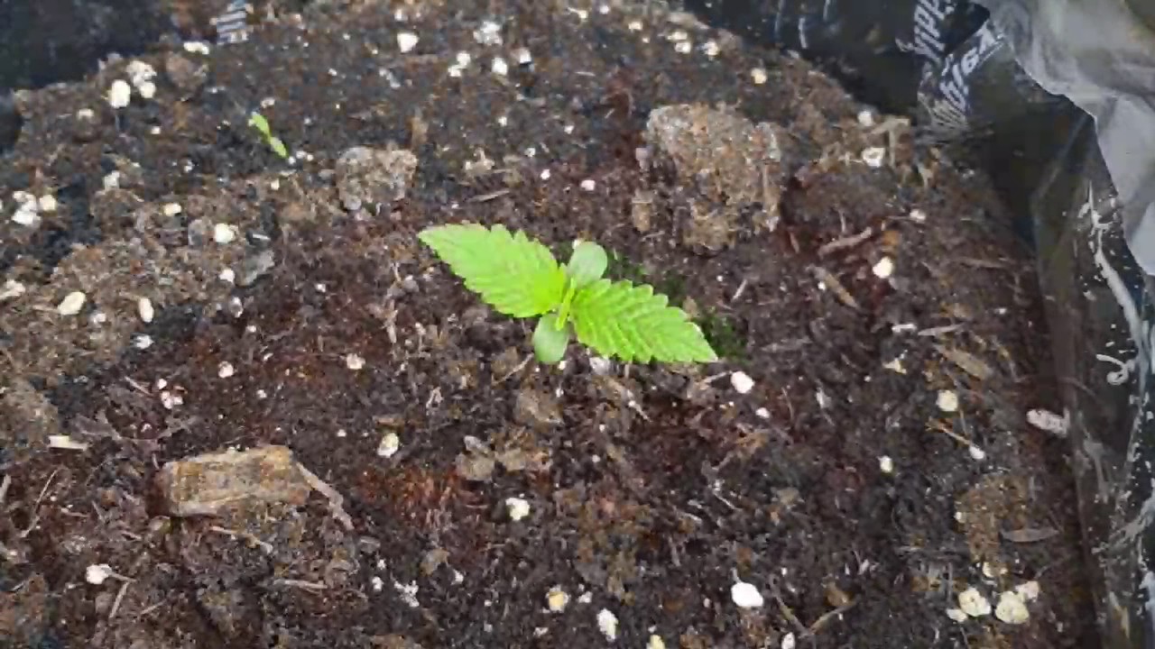 2 fast 4 buds girl scout cookie autoflower day 2 till 14