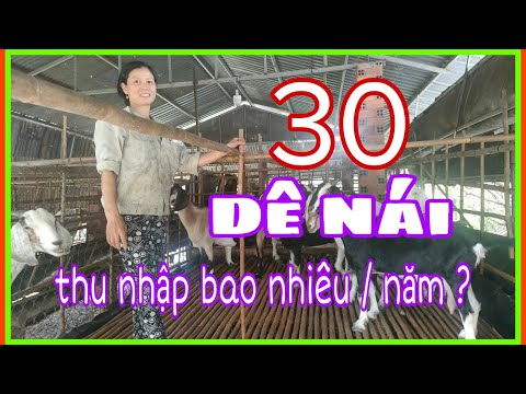 Video Lợi nhuận từ nuôi Dê Sinh Sản , chia sẻ thực tế | @TH... - youtube