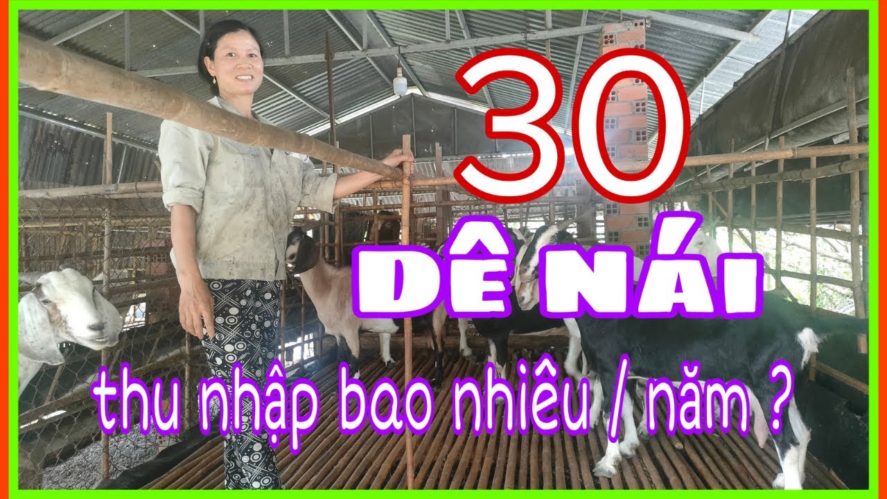 Lợi nhuận từ nuôi Dê Sinh Sản , chia sẻ thực tế | @TH Farm information