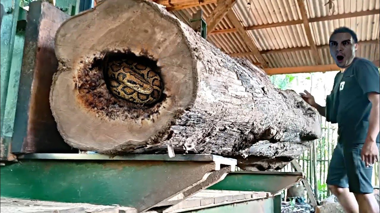 tense!!! the process of sawing decades-old teak wood into wide wooden ...