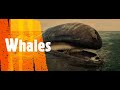 Whale Petting, Whale Sounds, &amp; Whales Jumping Out Of Water!