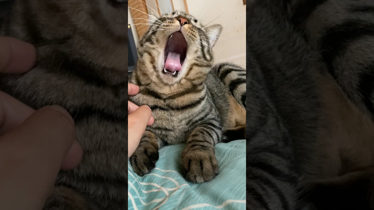 本日の午前5時のトラジ 珍しく眠そう #猫 #cat #寝起き #shorts