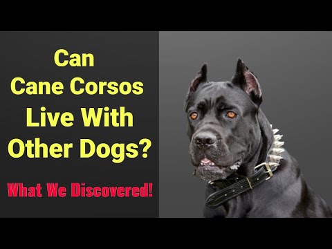 Can Cane Corsos Live With Other Dogs? — What We Discovered!
