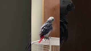 Talking Grey - Prada The Grey Parrot - African Grey Parrot