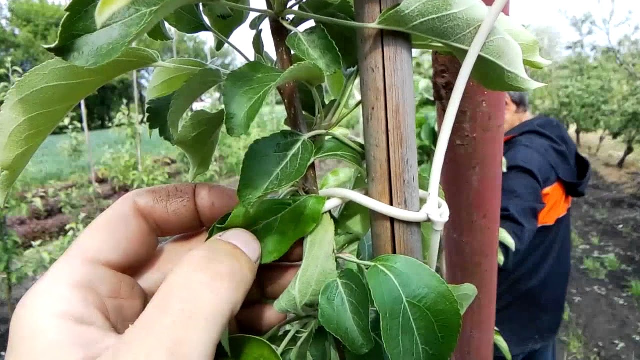 применение Актофит, мотоблок, размножение ореха, зеленые операции - YouTube