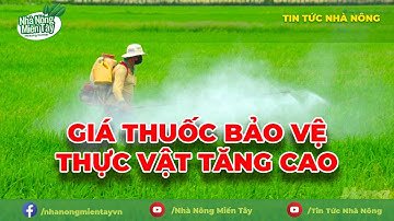 Giá thuốc bảo vệ thực vật tăng cao | Thị trường vật tư nông nghiệp