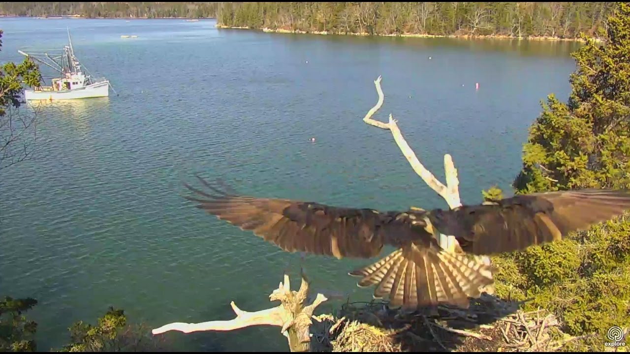 Steve announcing his ownership of Hog Island Osprey nest. 10.10 / 09 ...